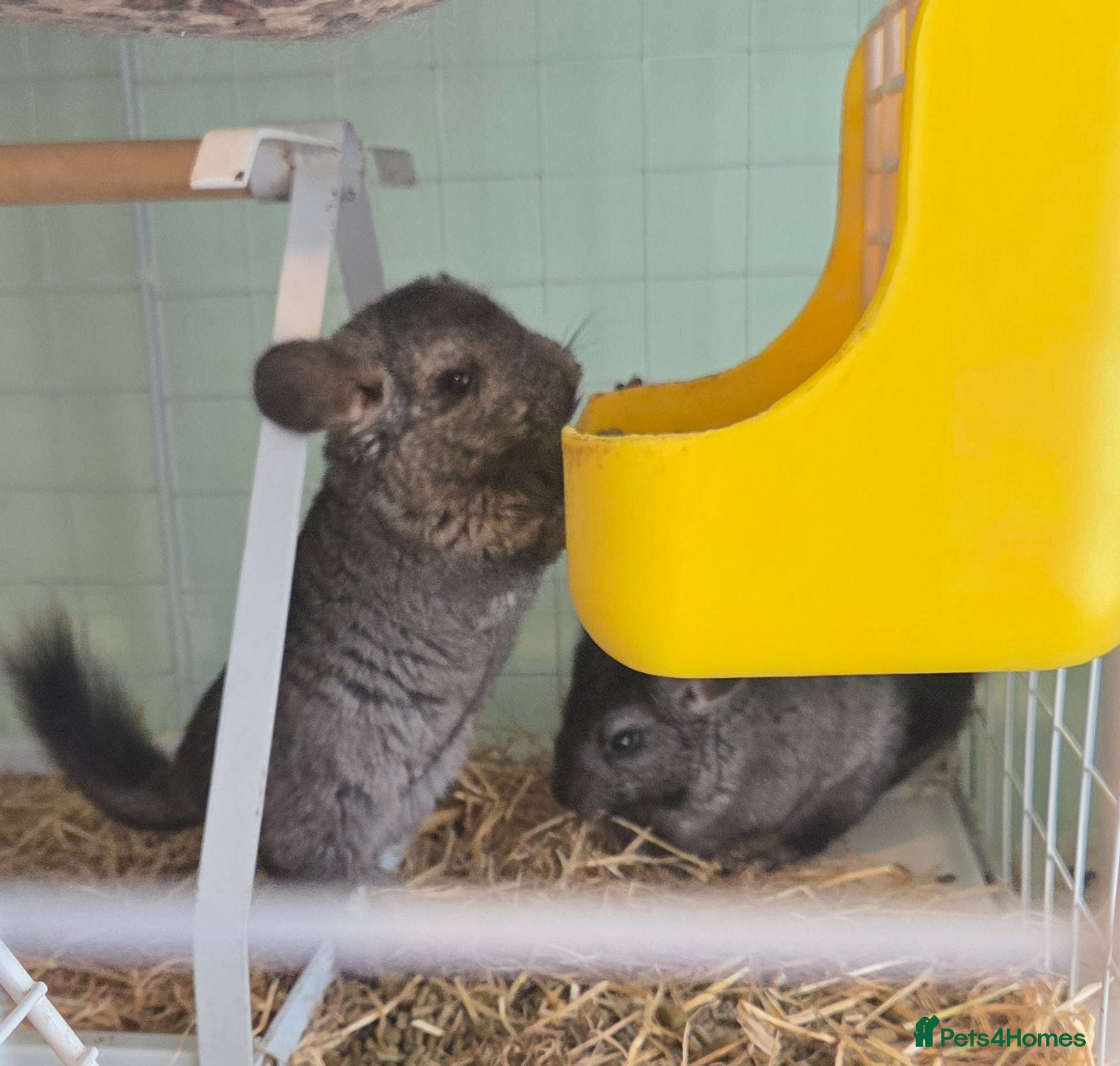 Chinchilla rodents Chinchilla Triplets  - Advert 4
