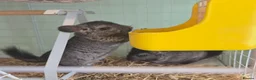 Chinchilla rodents for sale: Chinchilla Triplets  - Advert 1