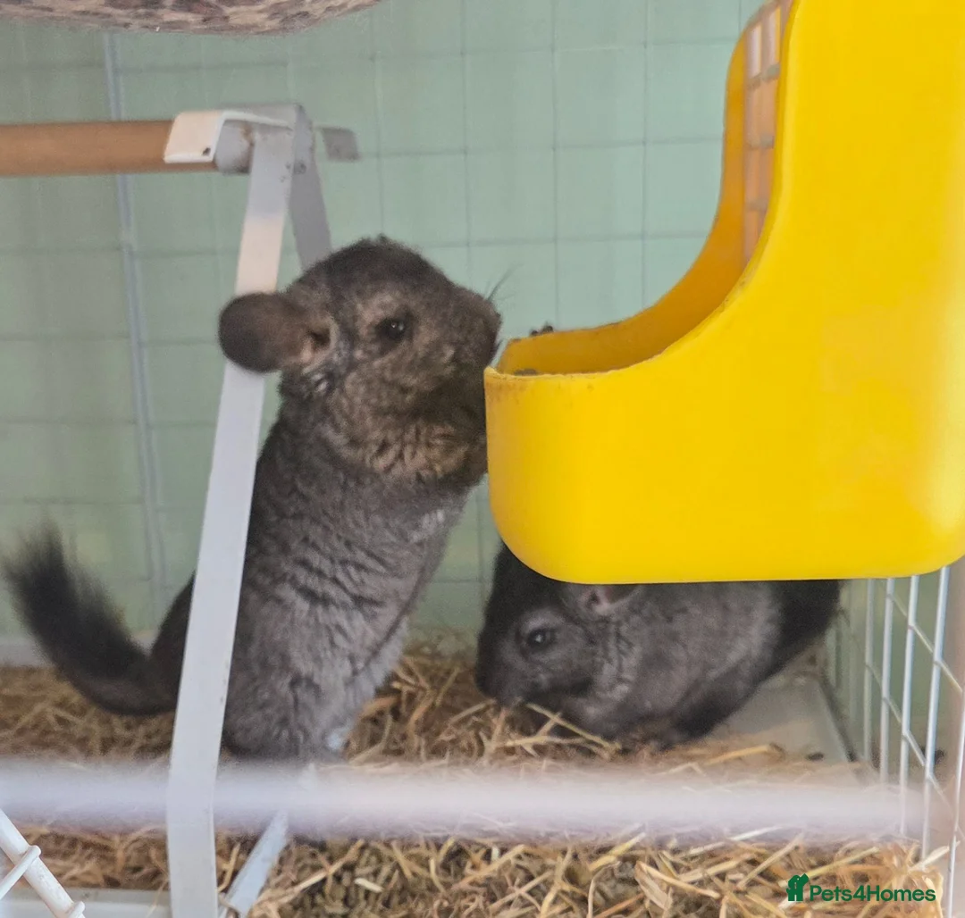 Chinchilla rodents for sale: Chinchilla Triplets  - Advert 1