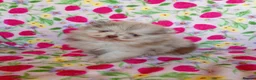 Pomeranian dogs for sale: FEMALE Chocolate Pomeranian READY TO LEAVE  - Advert 7