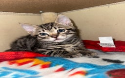 Bengal cats for sale: X Bengal Kittens x5 available   - Image 1