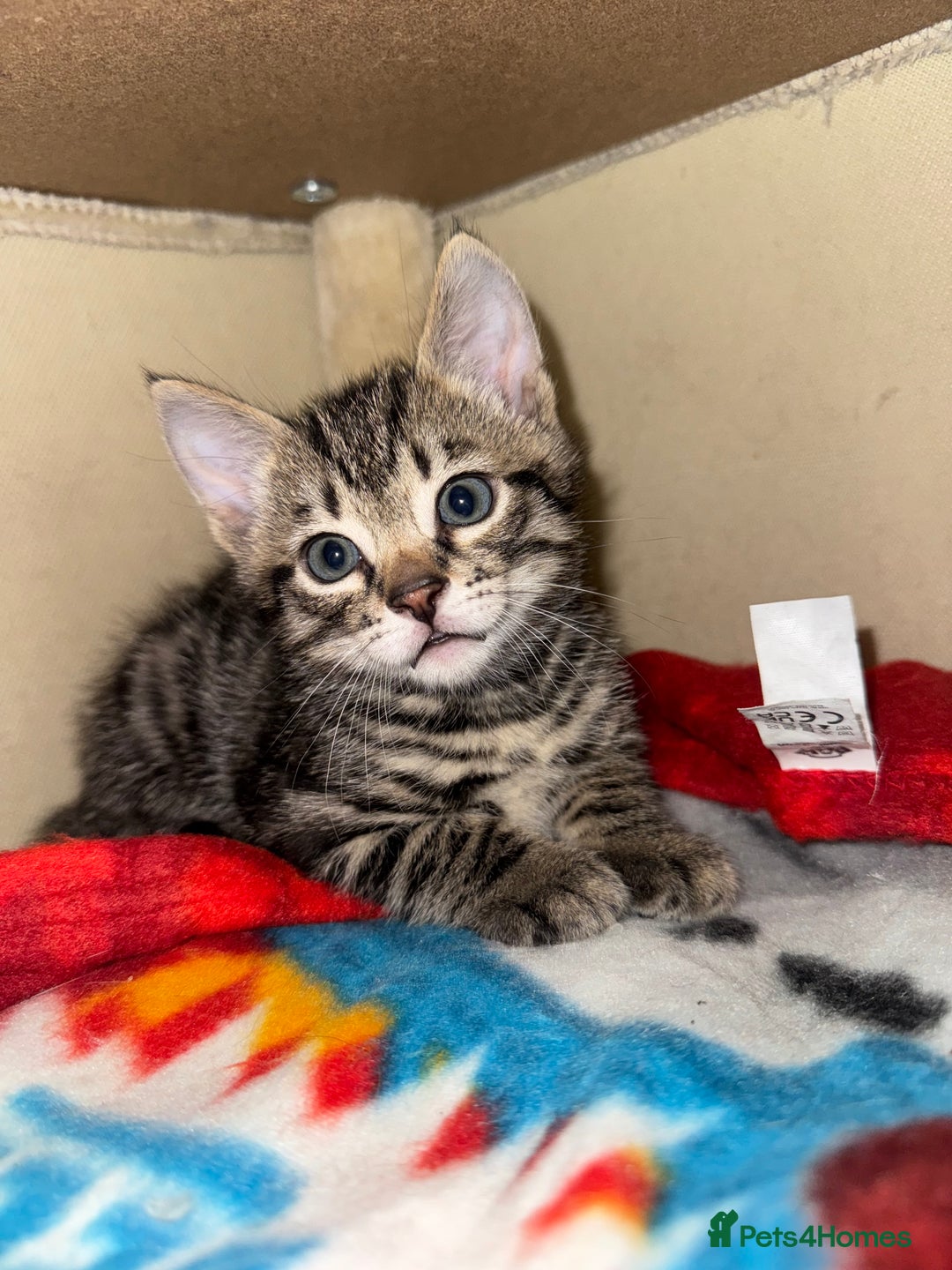 Bengal cats for sale: X Bengal Kittens x5 available   - Image 1