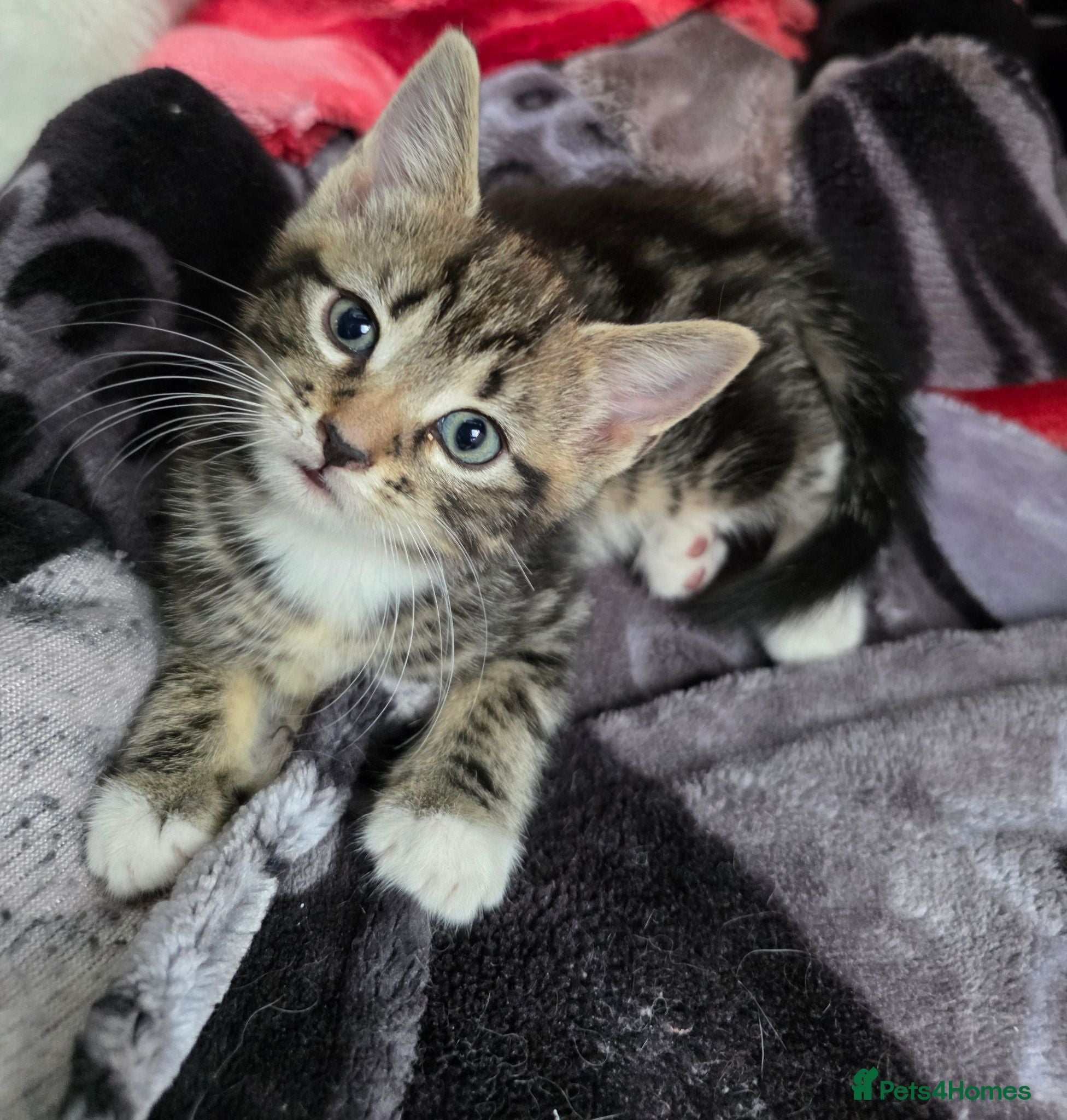 Mixed Breed cats 🔹️🔹️Lovely Kittens🔹️🔹️Ragdoll x domestic cat.  - Advert 1