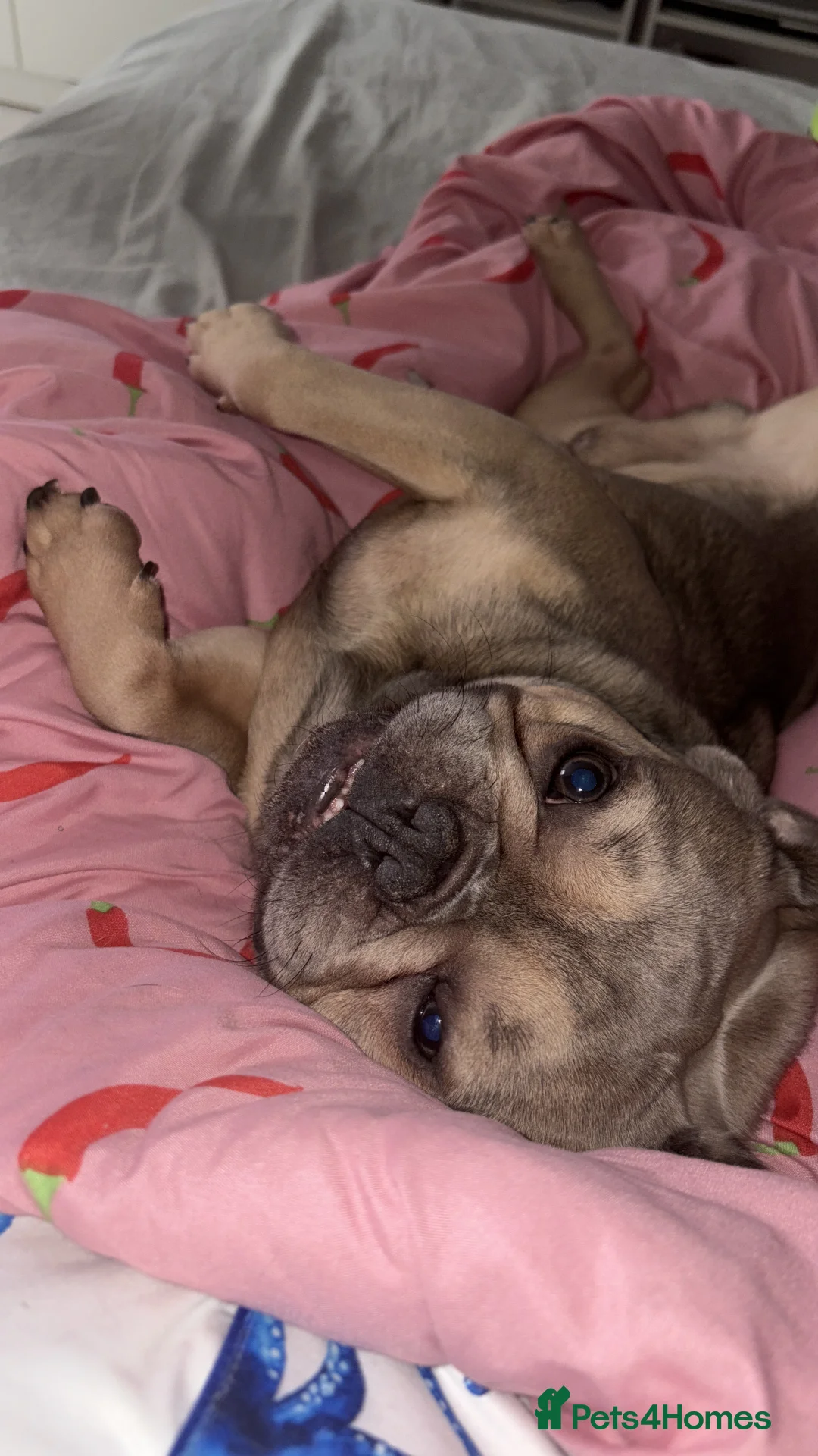 French Bulldog dogs for sale: Frenchie in Bootle - Advert 4