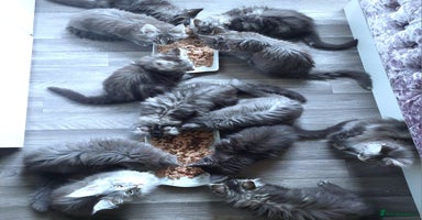 Maine Coon cats - Advert 5