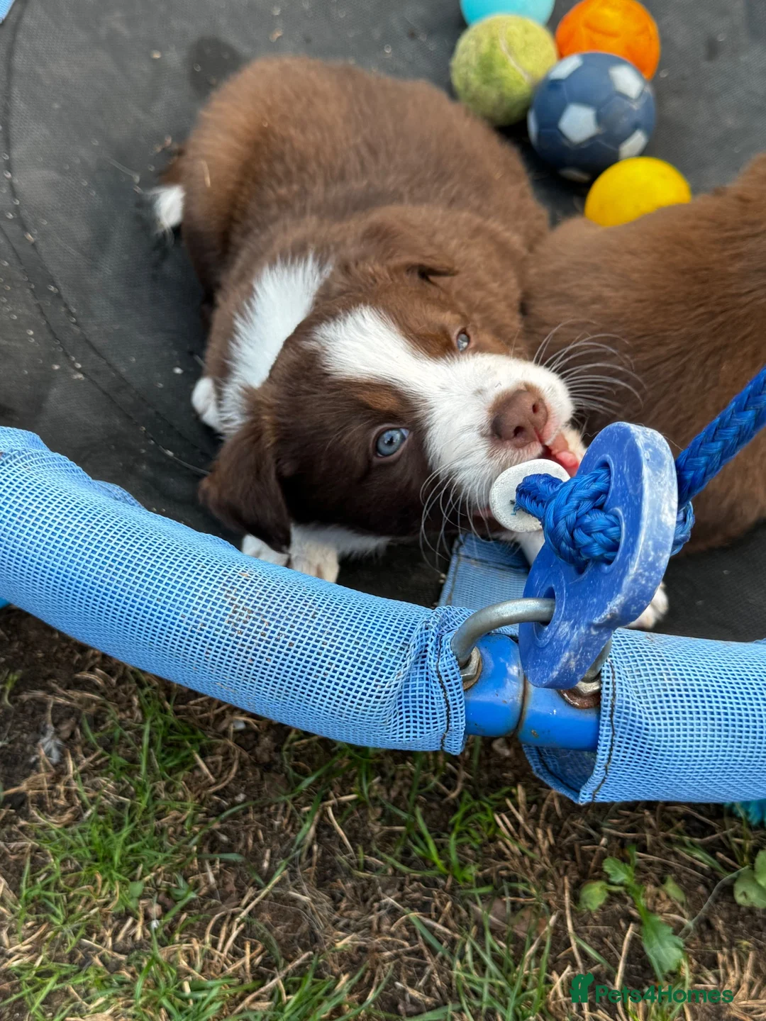 Border Collie dogs for sale: Border collie  - Advert 2