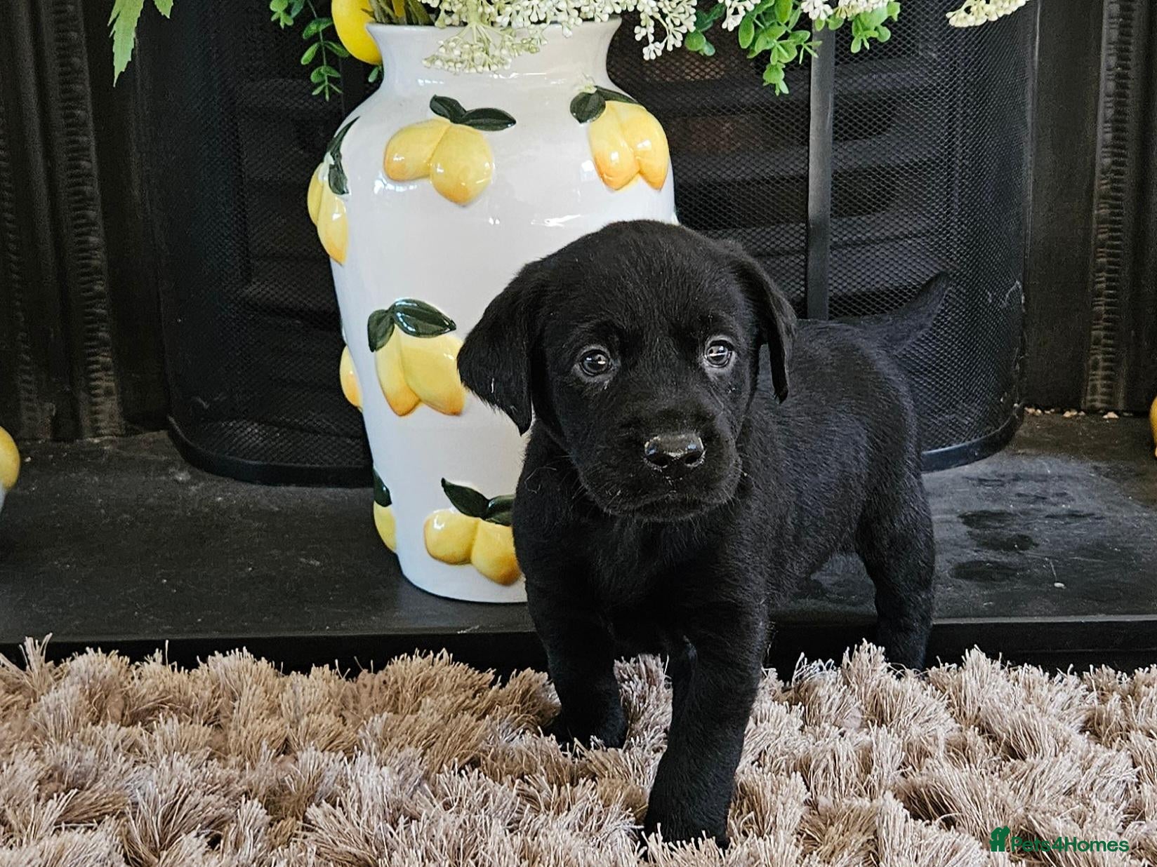 Labrador Retriever dogs KC REG STUNNING BLACK LITTER HEALTH TESTED PARENTS - Advert 11