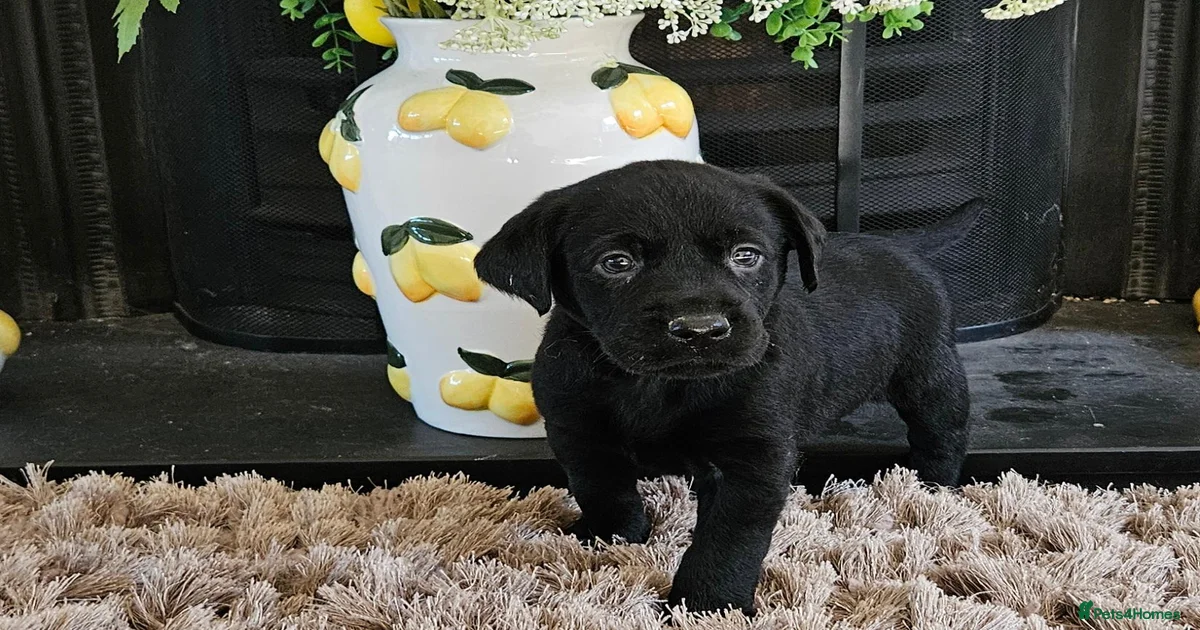 Labrador Retriever Puppies for sale in Holt, Norfolk | Pets4Homes