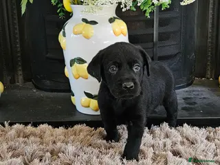 Labrador Retriever dogs KC REG STUNNING BLACK LITTER HEALTH TESTED PARENTS - Advert 11