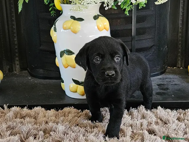 Labrador Retriever dogs KC REG STUNNING BLACK LITTER HEALTH TESTED PARENTS - Advert 14