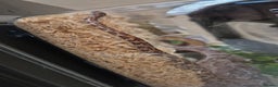 Corn Snake reptiles for sale: Okeetee Corn snake - Advert 9