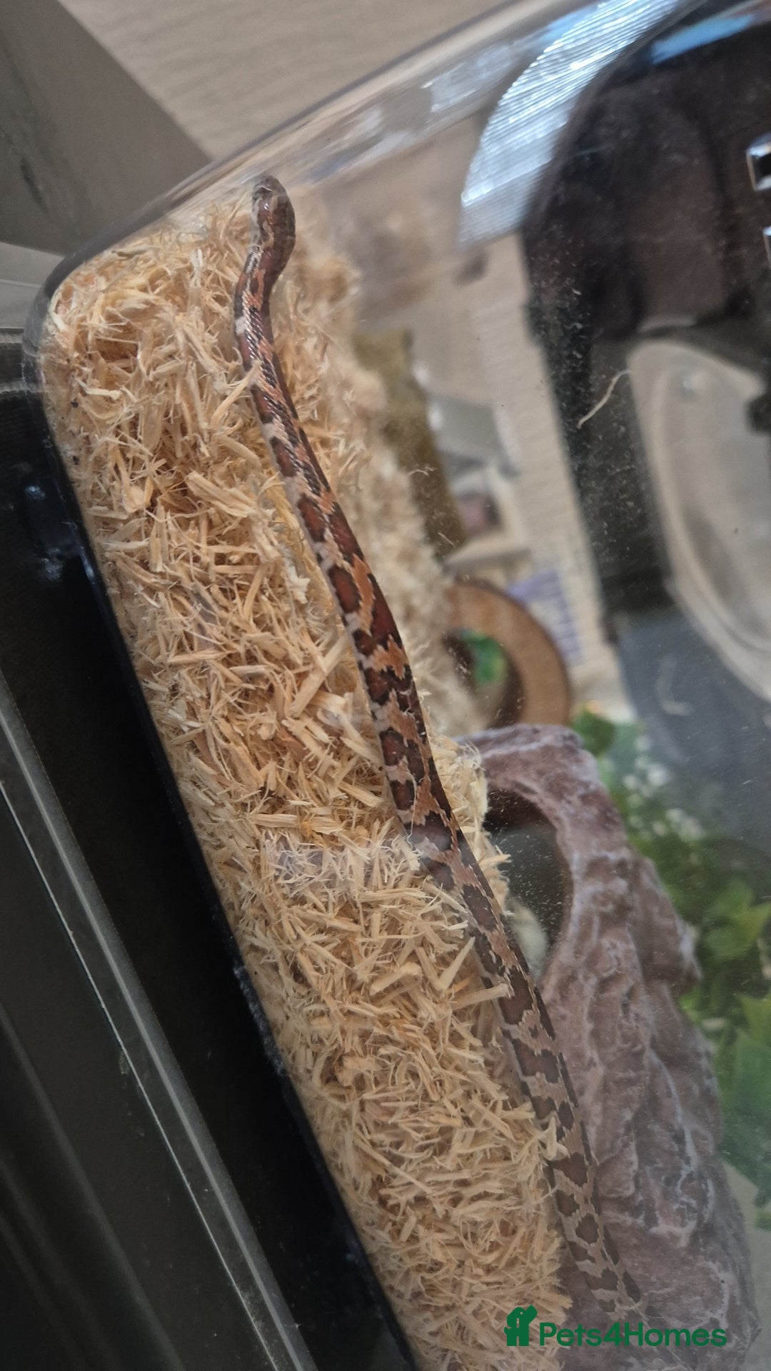 Corn Snake reptiles for sale: Okeetee Corn snake - Advert 9
