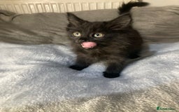 Mixed Breed cats for sale: Semi long hair and ginger kittens - Image 8