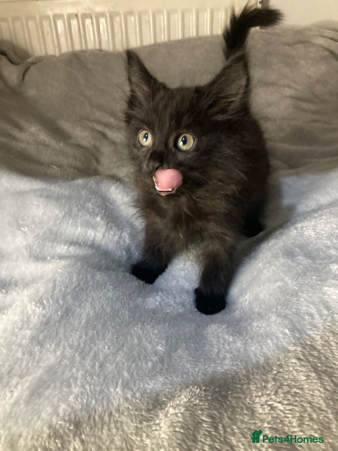 Mixed Breed cats for sale: Semi long hair and ginger kittens - Image 8