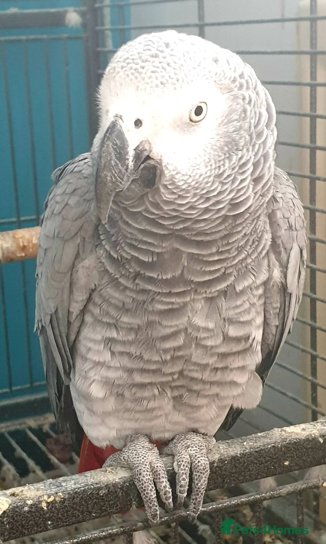 Parrots birds for sale: African grey  in Cannock - Advert 2