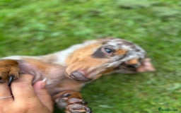 Miniature Dachshund dogs for sale: Last female - miniature dachshund  - Image 6