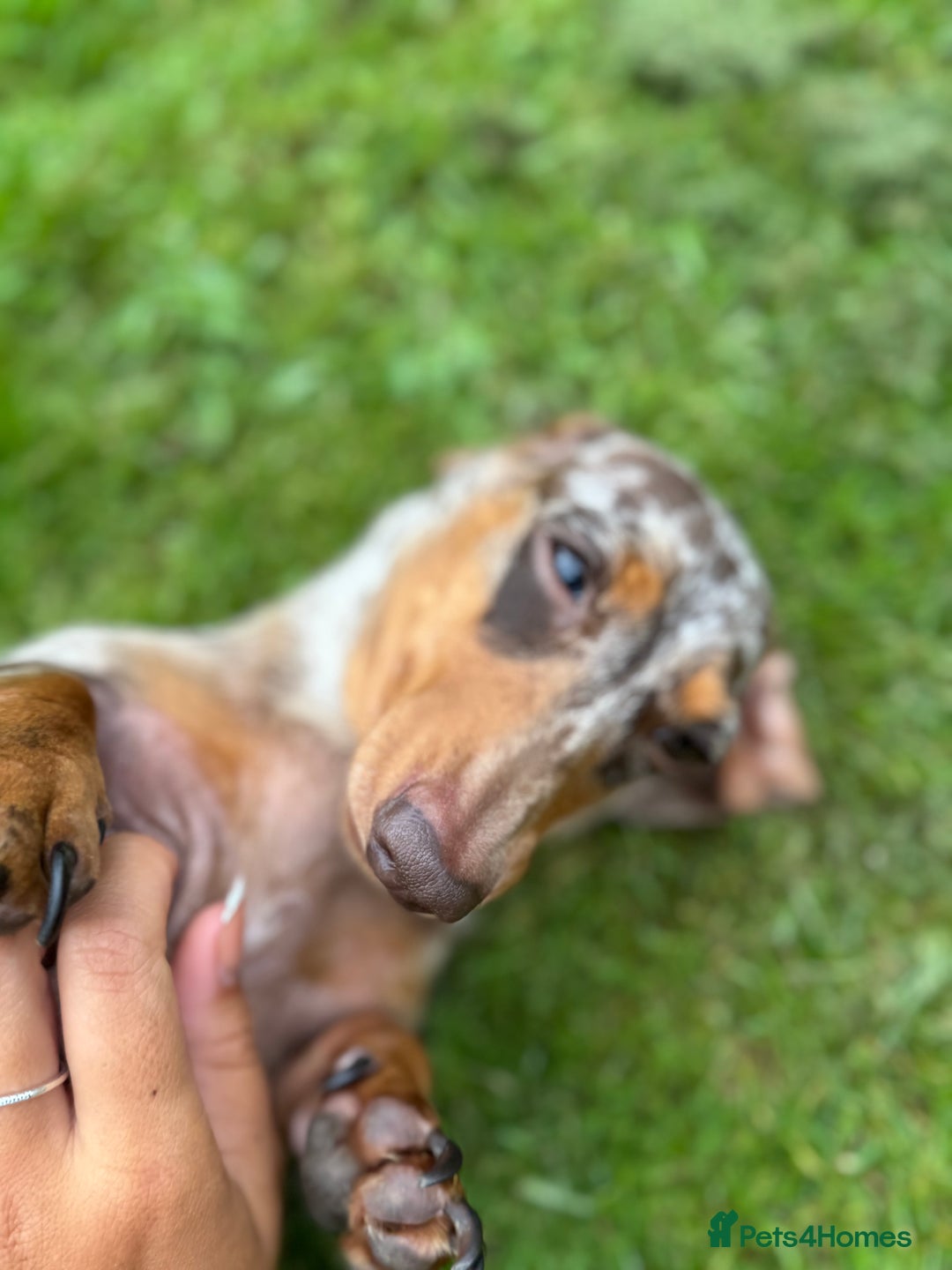 Miniature Dachshund dogs for sale: Last female - miniature dachshund  - Image 6