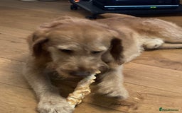 Labradoodle dogs for stud: Clyde-F1 Labradoodle  - Image 6