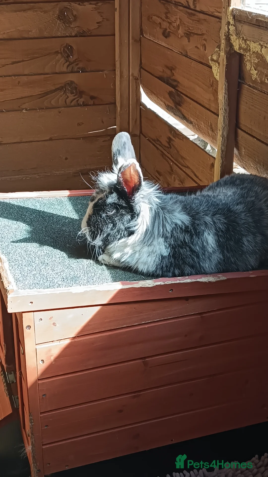 Lionhead rabbits for sale: Male Lionhead Rabbit | Neutered in Telford - Advert 1