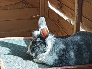 Lionhead rabbits Male Lionhead Rabbit | Neutered - Advert 1