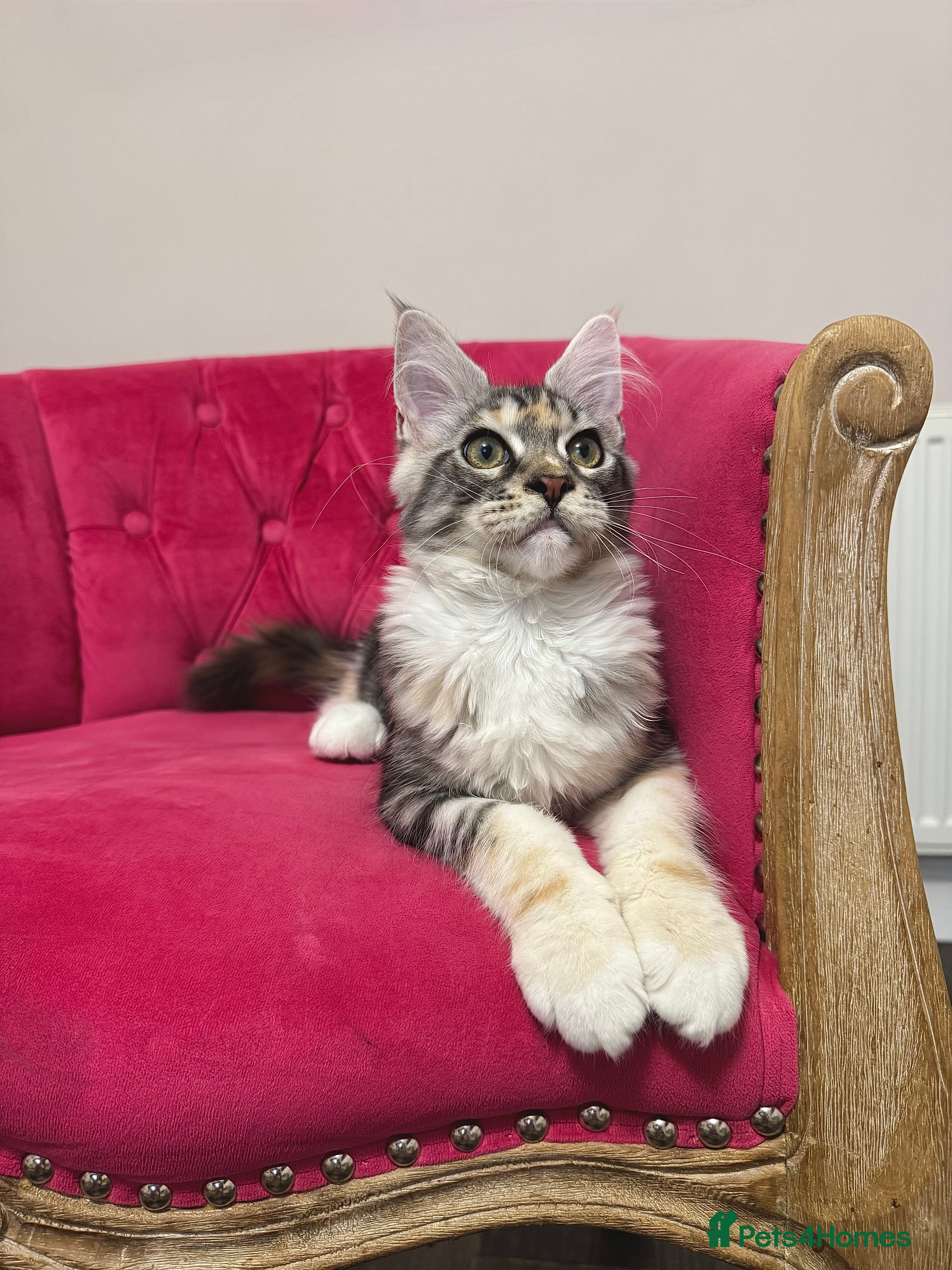 Maine Coon cats MaineCoon Kittens 🏆20+Gen🧬 Outstadning Pedigree - Advert 9