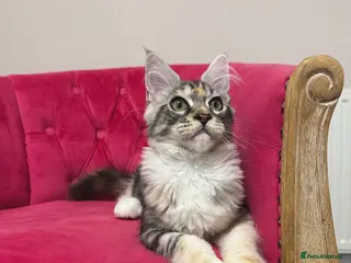 Maine Coon cats MaineCoon Kittens 🏆20+Gen🧬 Outstadning Pedigree - Advert 9