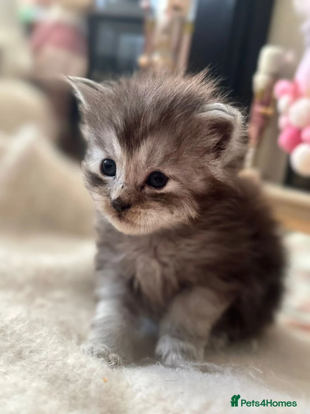 Maine Coon cats for stud: XXL Rare solid white Maine coon stud. in Wigan - Advert 7