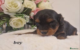 Doxiepoo dogs for sale: Daxipoo  - Image 15