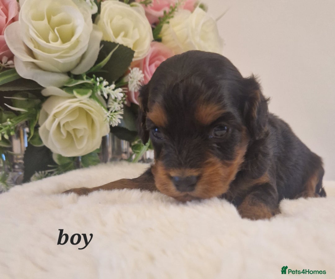 Doxiepoo dogs for sale: Daxipoo  - Image 15