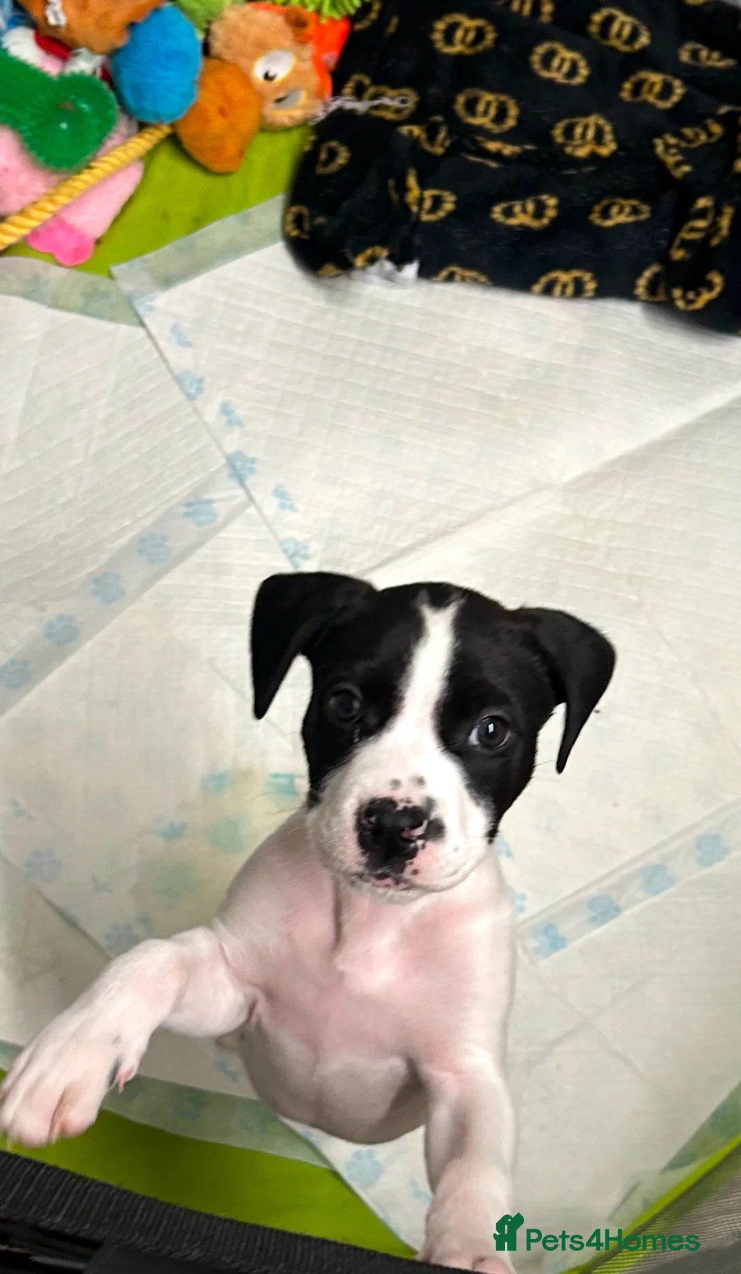 Presa Canario dogs for sale: Presa canario  - Advert 4