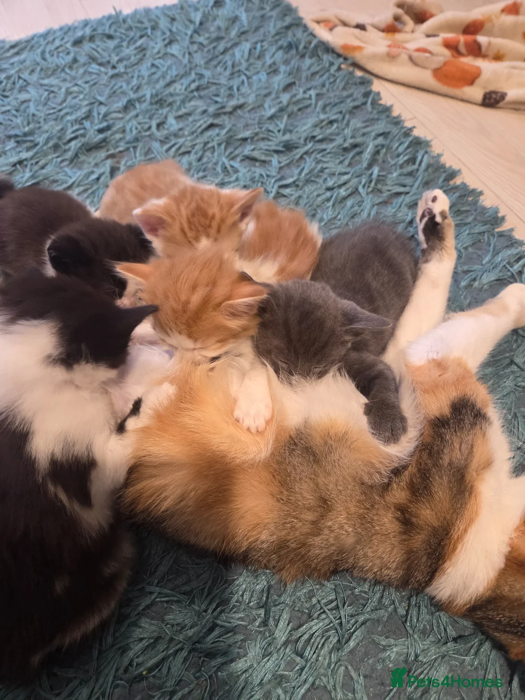 Mixed Breed cats for sale: 6 beautiful kittens ready for their new home in Eastleigh - Advert 15