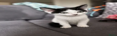Norwegian Forest Cat 1