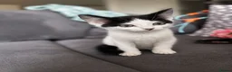 Norwegian Forest Cat cats for sale: Female black and white kitten  - Advert 3