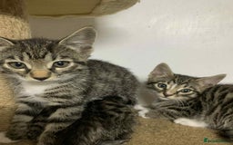 Bengal cats for sale: BEAUTIFUL HALF BENGAL KITTENS - Image 14