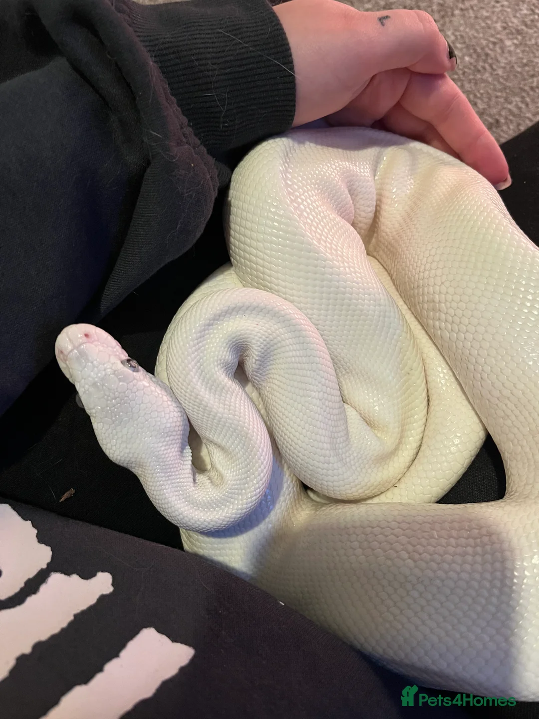 Python Snake reptiles for sale: Blue Eyed Leucitic Royal/Ball Python With Set Up - Advert 3