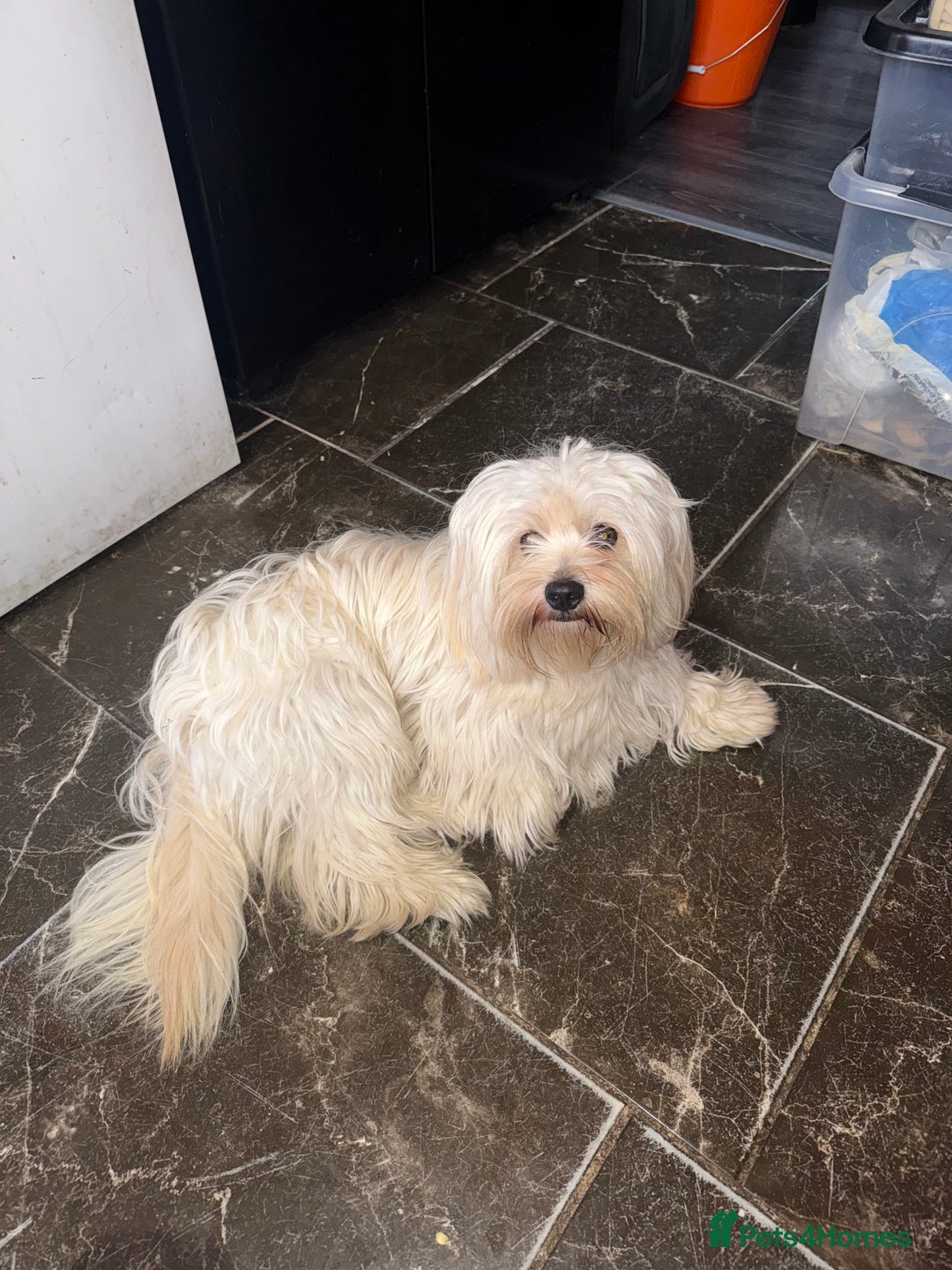 Malshi dogs for sale: Temi - Maltese Shih Tzu - Image 2