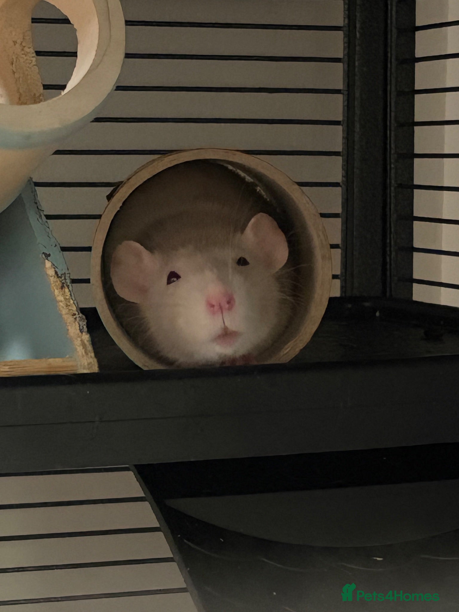 Rat rodents Bonded Pair of Rats - Advert 1