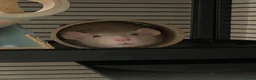 Rat rodents for sale: Bonded Pair of Rats - Advert 1