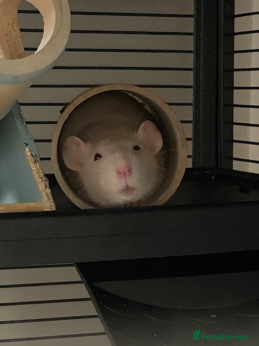 Rat rodents for sale: Bonded Pair of Rats - Advert 1