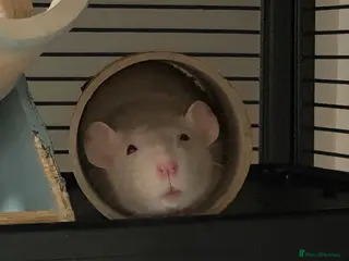 Rat rodents Bonded Pair of Rats - Advert 14