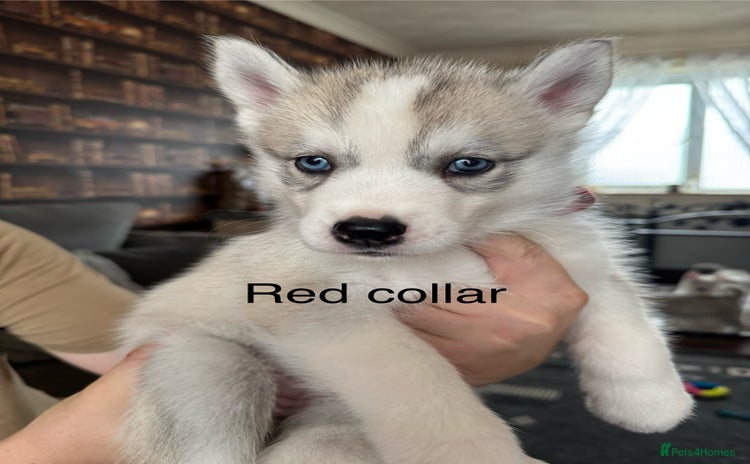 Siberian Husky dogs - Advert 5