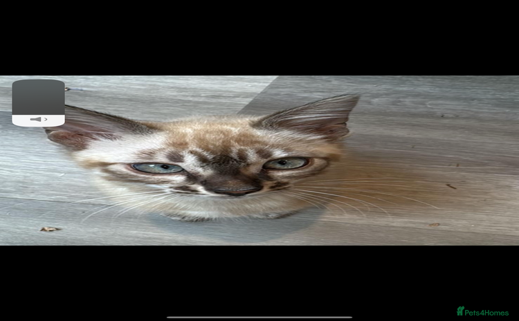Bengal cats - Advert 4