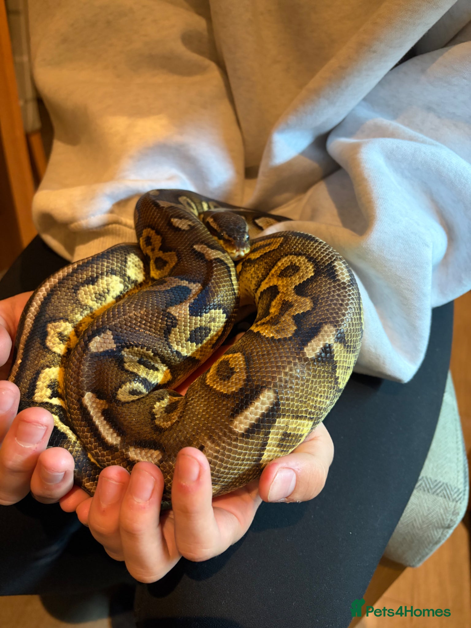 Python Snake reptiles Ball Python - Male 2.5yrs - Advert 1