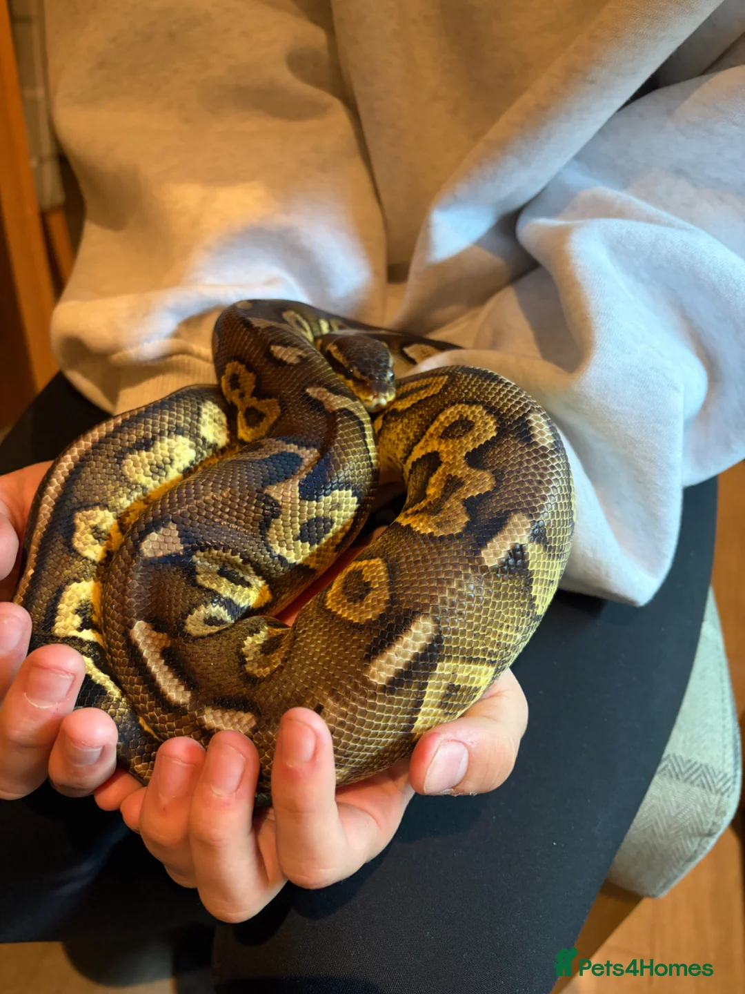 Python Snake reptiles for sale: Ball Python - Male 2.5yrs in Leven - Advert 1