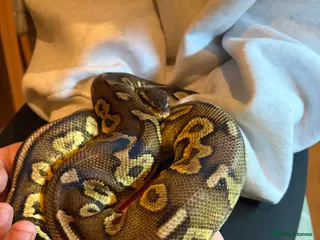 Python Snake reptiles Ball Python - Male 2.5yrs - Advert 1