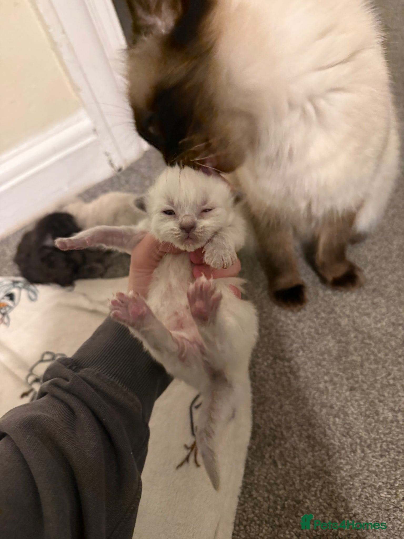Ragdoll cats 🐾 Beautiful Ragdoll Kittens Available🐾 - Advert 11