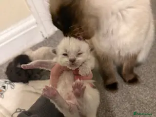 Ragdoll cats 🐾 Beautiful Ragdoll Kittens Available🐾 - Advert 11