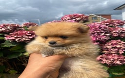 Pomeranian dogs for sale: Beautiful Russian bloodline Pomeranian puppies - Image 29