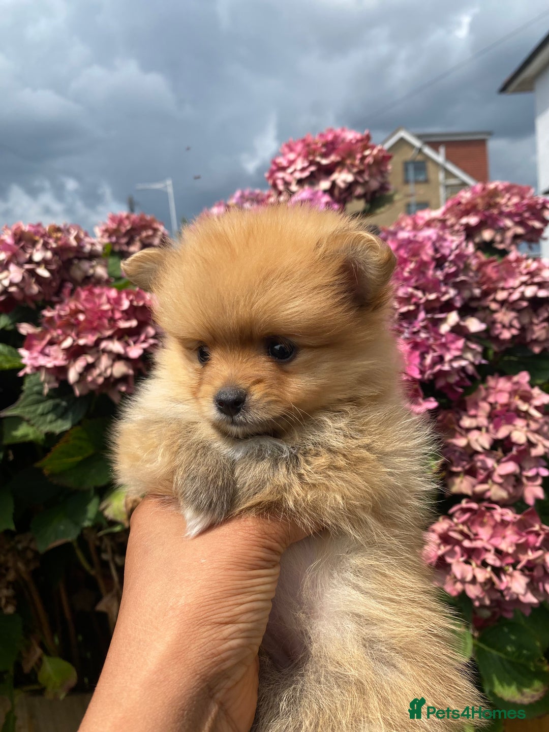 Pomeranian dogs for sale: Beautiful Russian bloodline Pomeranian puppies - Image 29