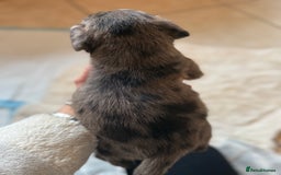 Mixed Breed dogs for sale: Merle sprocker x lurcher puppies  - Image 5